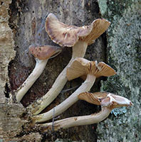 Armillaria tabescens.